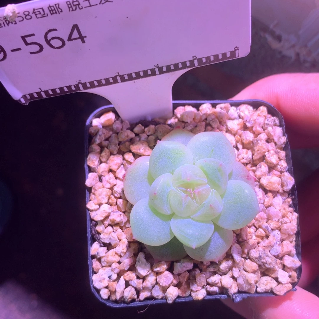 珍妮优选精品多肉58包邮