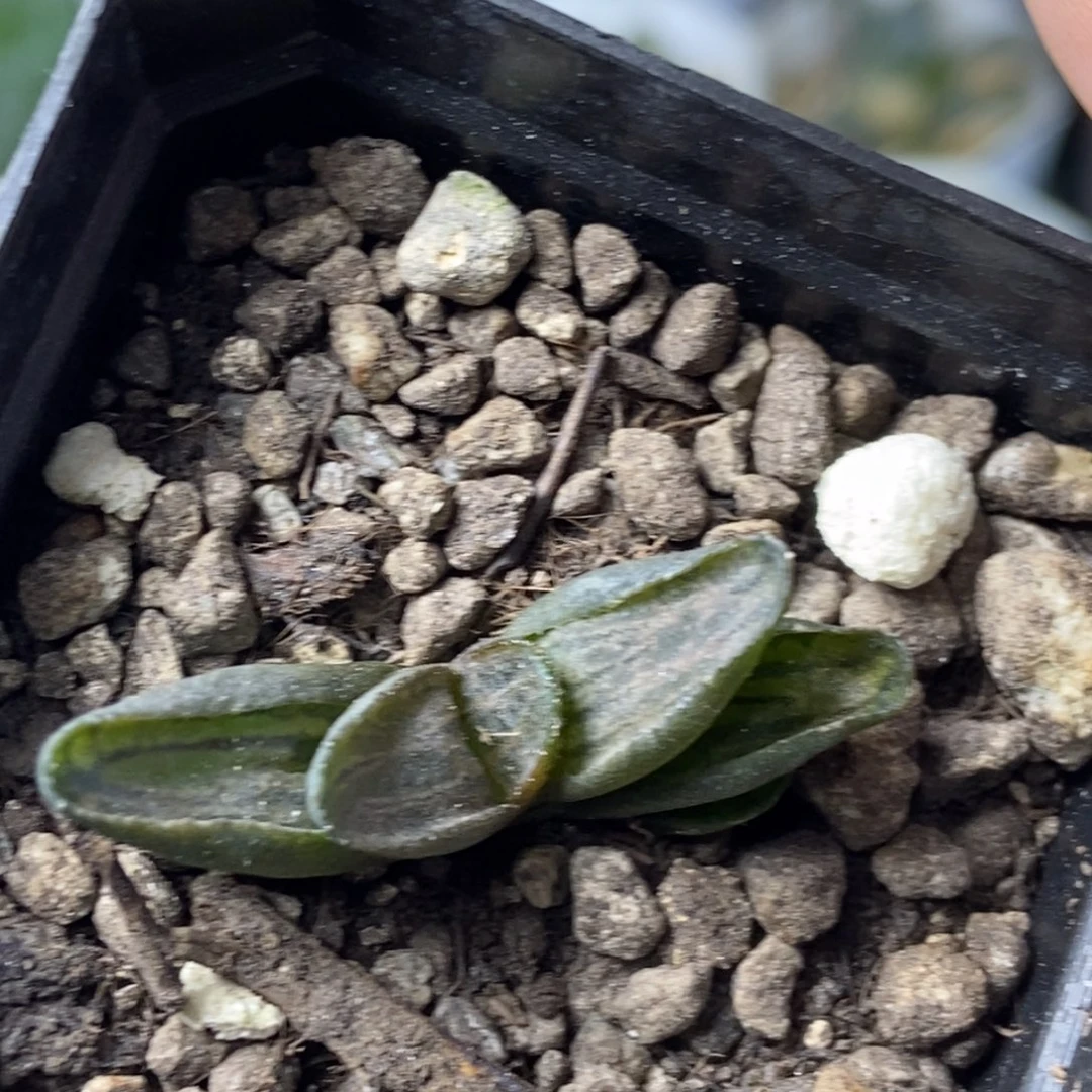 短叶黑王一物一拍