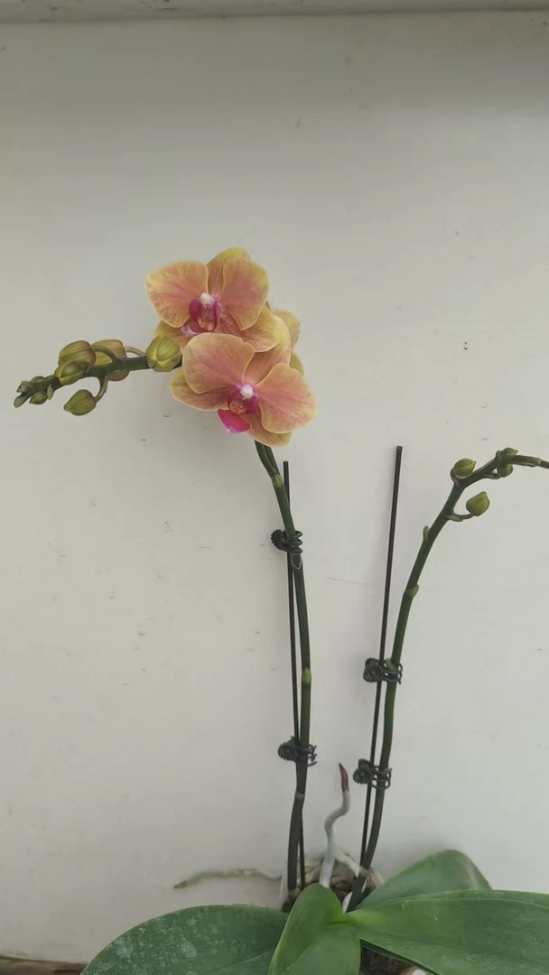 蝴蝶兰 亲爱的 3.0寸杯 双花剑 带花带花苞