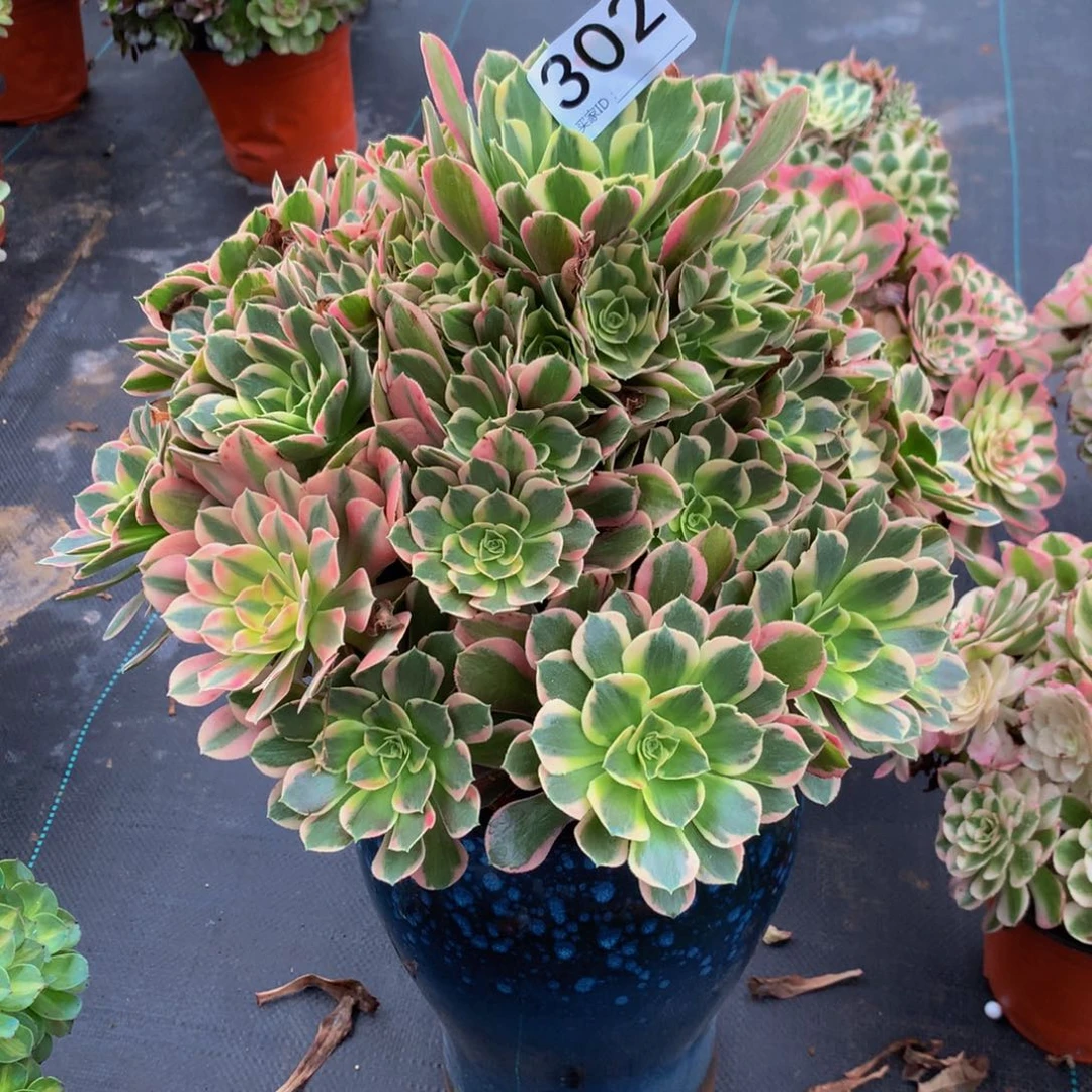 红***儿法师多肉植物302七彩石