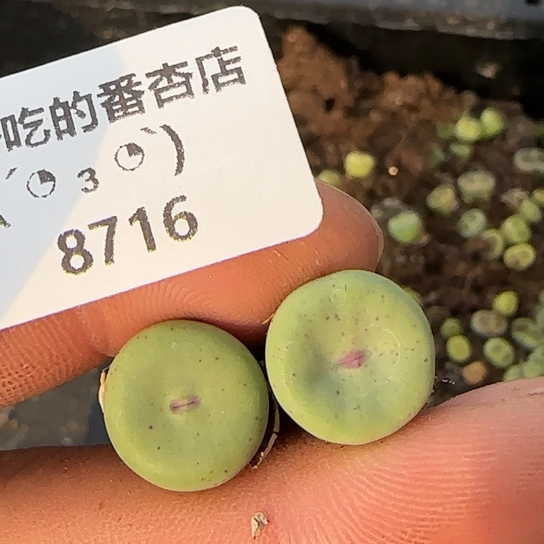 8716。默认脱土。18包邮。偏远88包邮