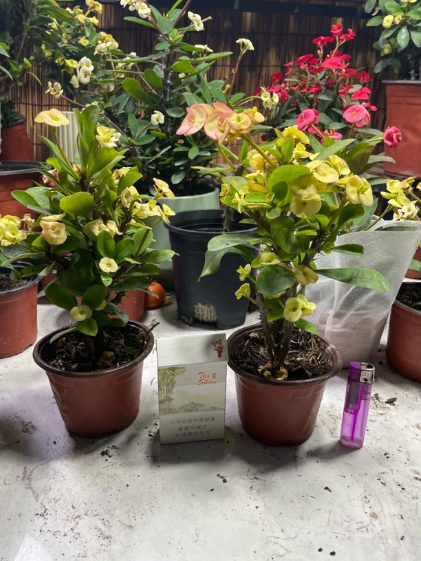 迪尼黄 小桩棵型 一棵包邮