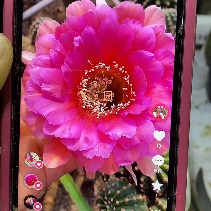 超级浓桃彩草侧芽4厘米