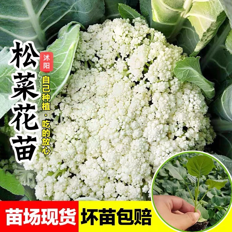 青梗松花菜苗子散花菜秧苗有机花菜耐寒耐冻阳台盆栽地栽蔬菜种苗