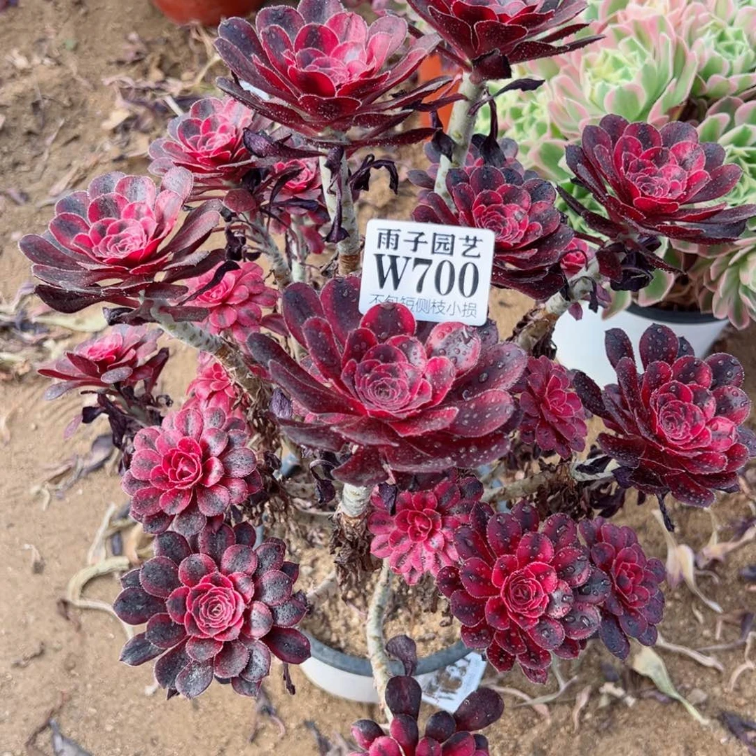 700丽娜尺寸25左右