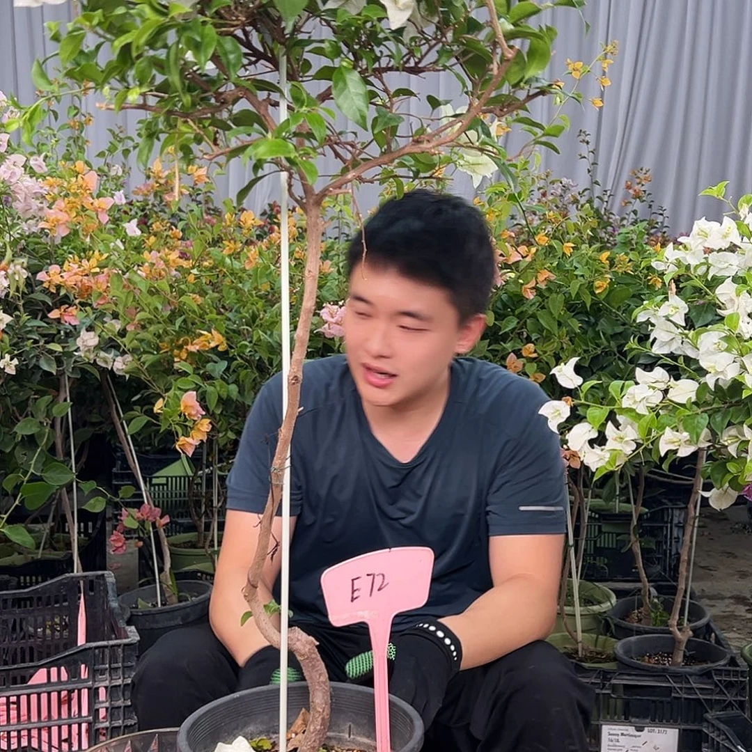 @****当前无花栽培后可以开花E72白雪