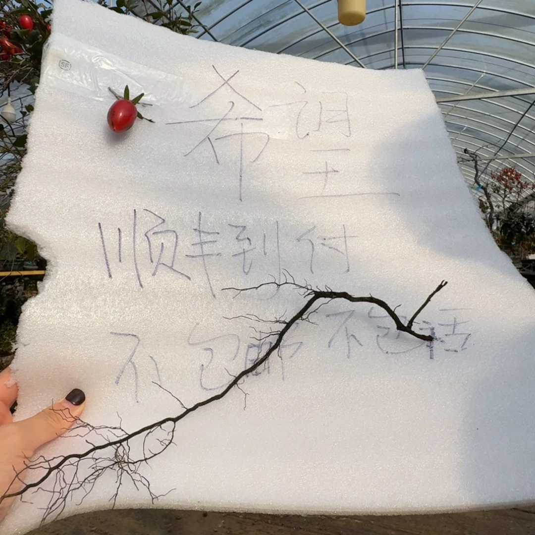 醉***尘无花朵384顺丰到付不包邮
