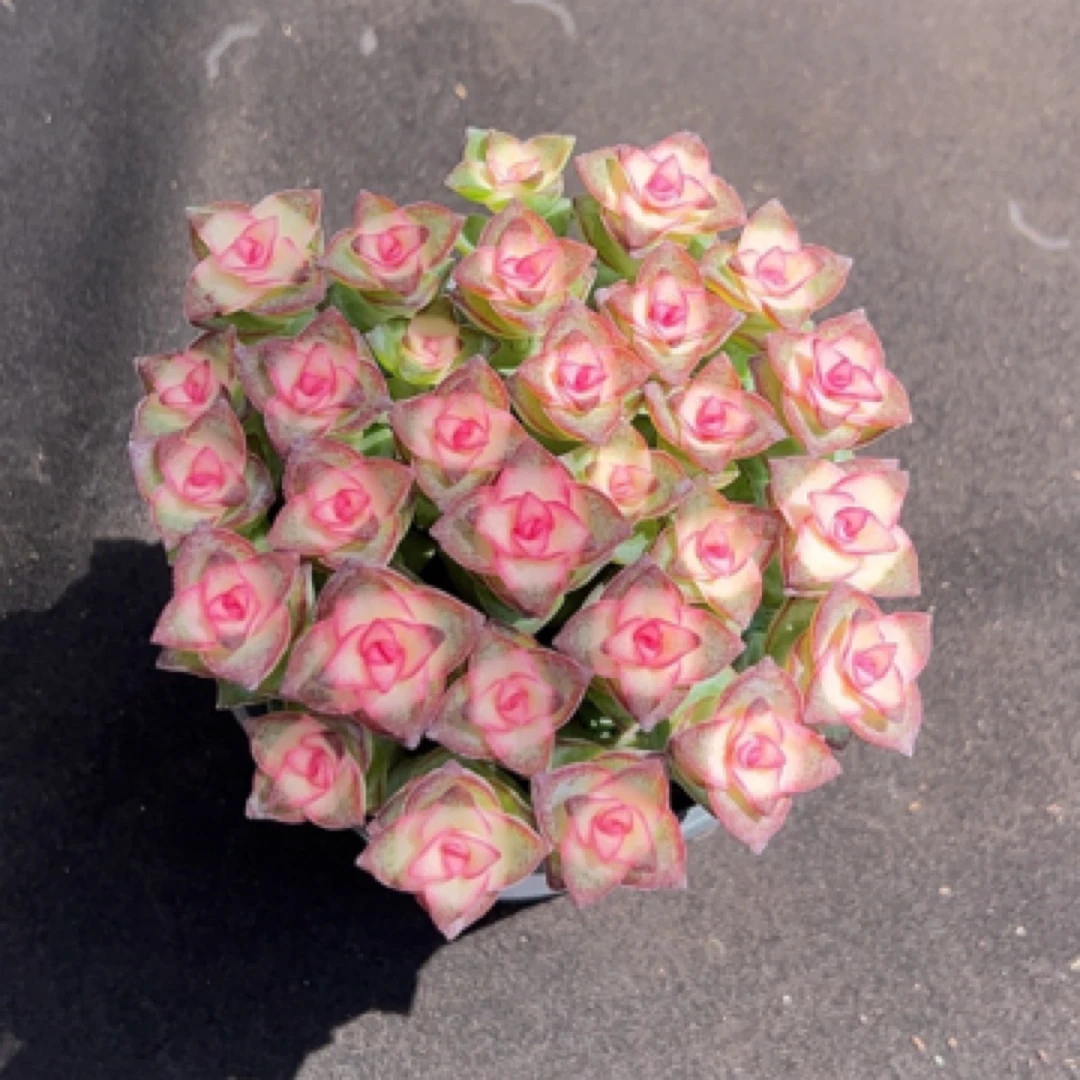 室内小型迷你懒人盆栽钱多多带盆土发包邮