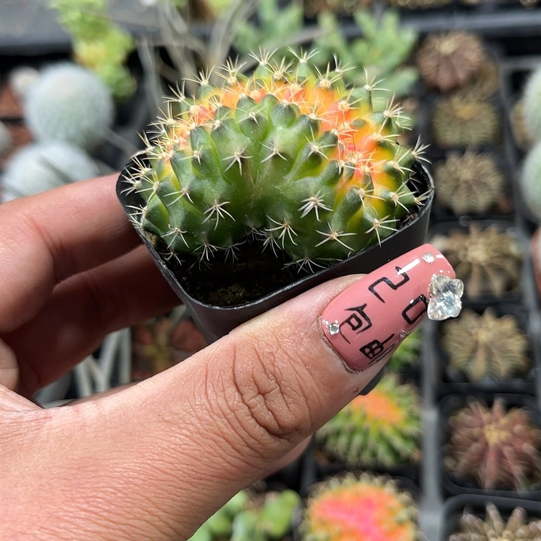 猪大肠单头发货单头发