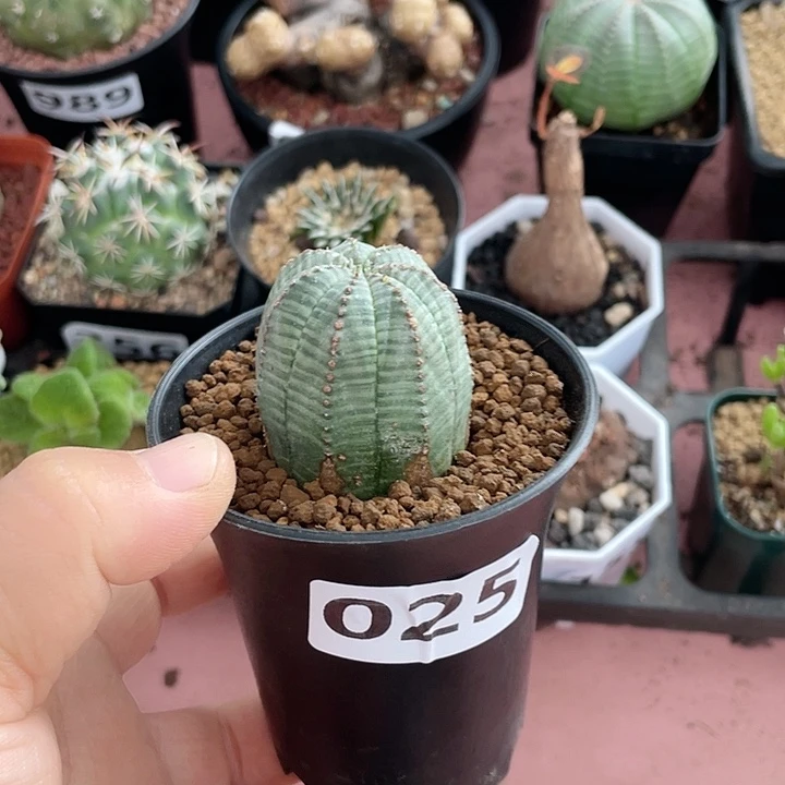 025带绣布纹球植物