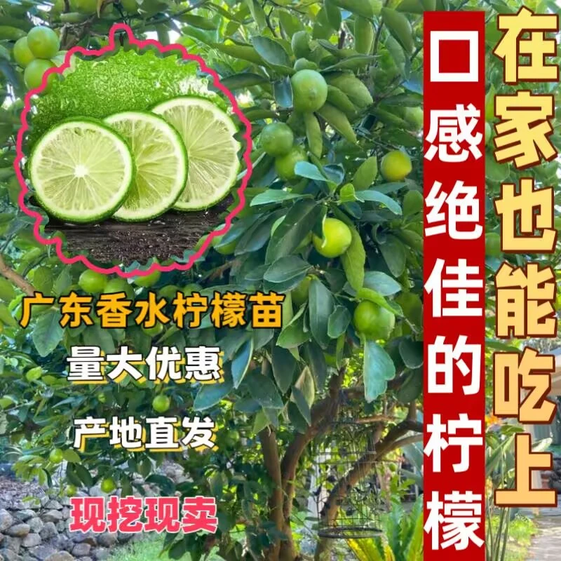 广东香水柠檬树苗台湾香水柠檬苗尤力克柠檬树苗四季无籽广西土柠