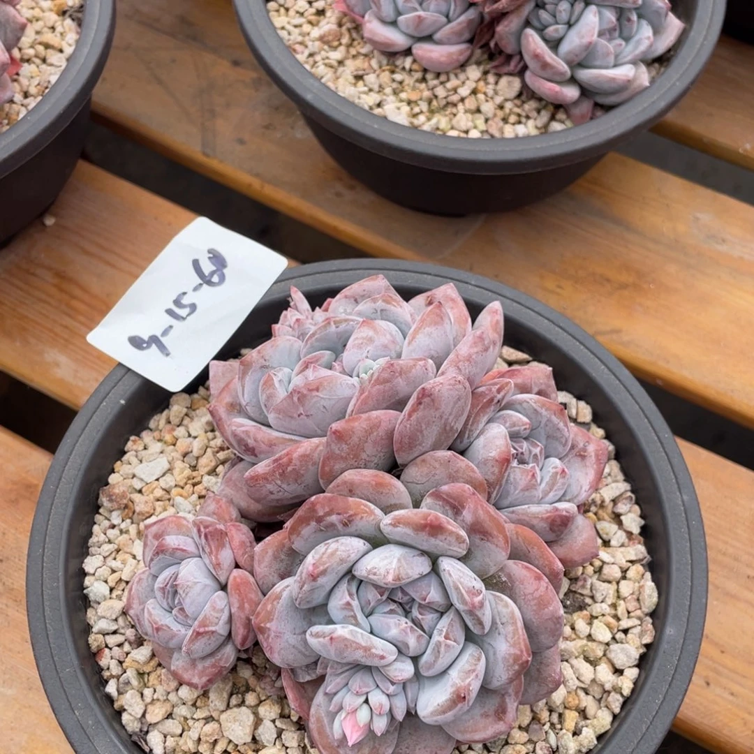 9-15-60静好多肉园艺