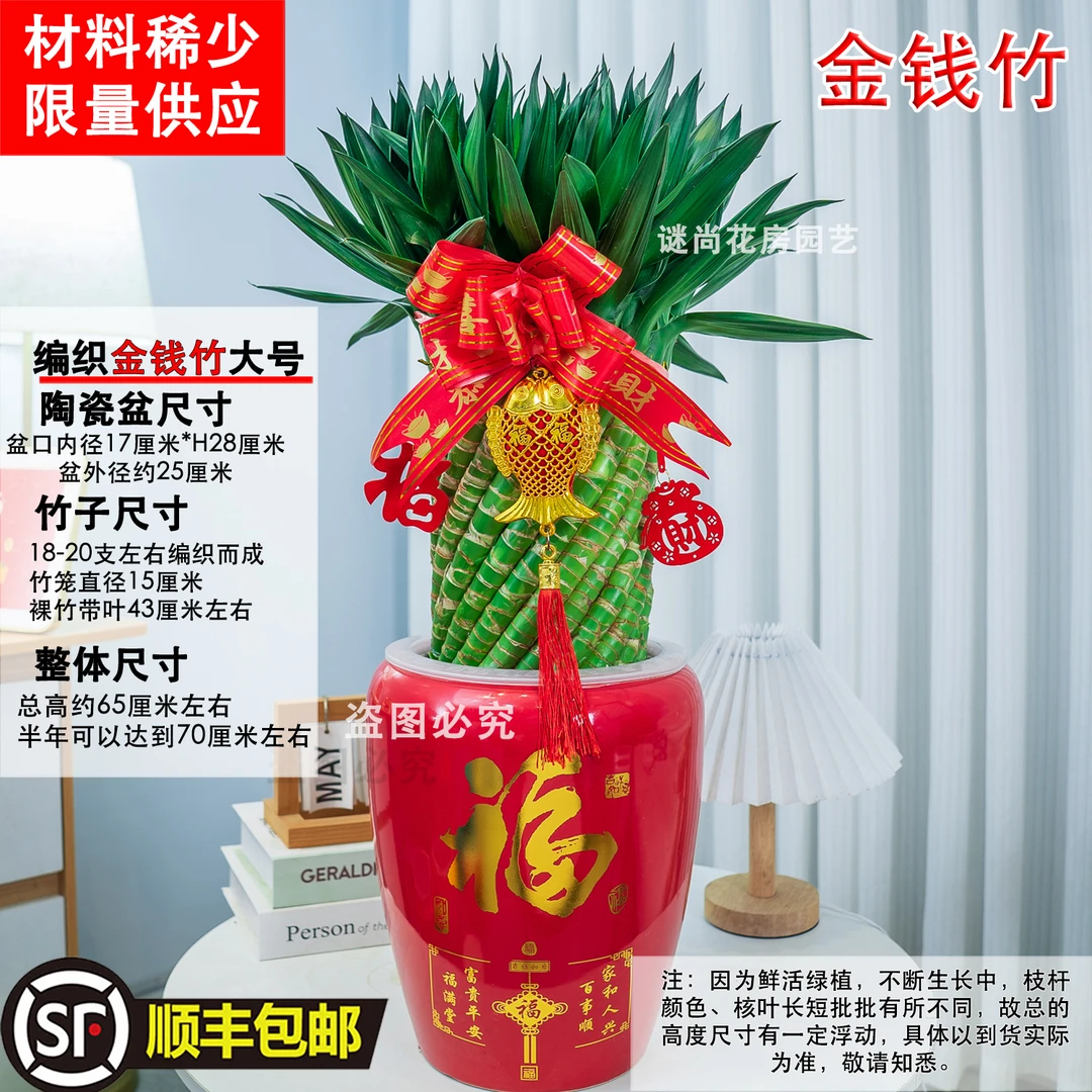 顺丰快递编织金钱竹富贵竹水培植物盆栽水养绿植室内四季常青乔迁