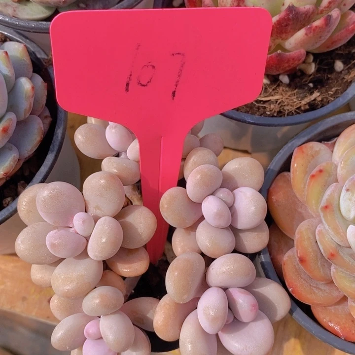 多肉植物，开心多肉