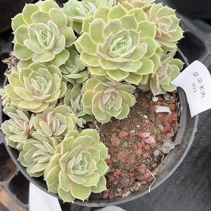 战后301呀呀呀呀呀呀雨啊