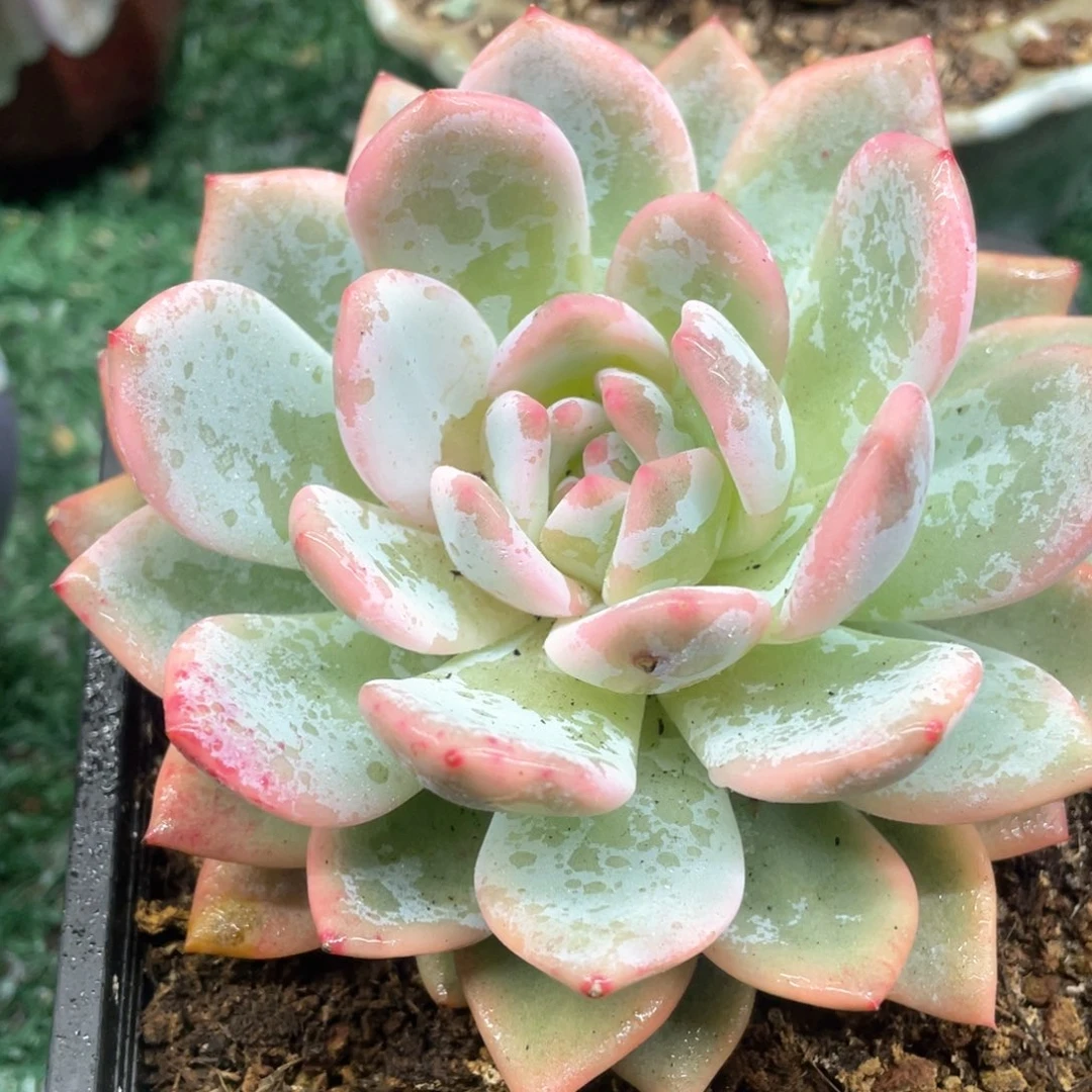 橙锦一物一拍28包邮非偏远