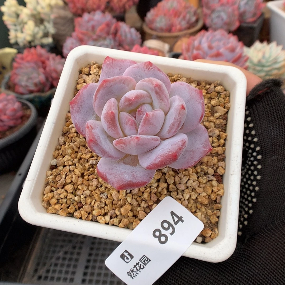 894白星多肉植物66666