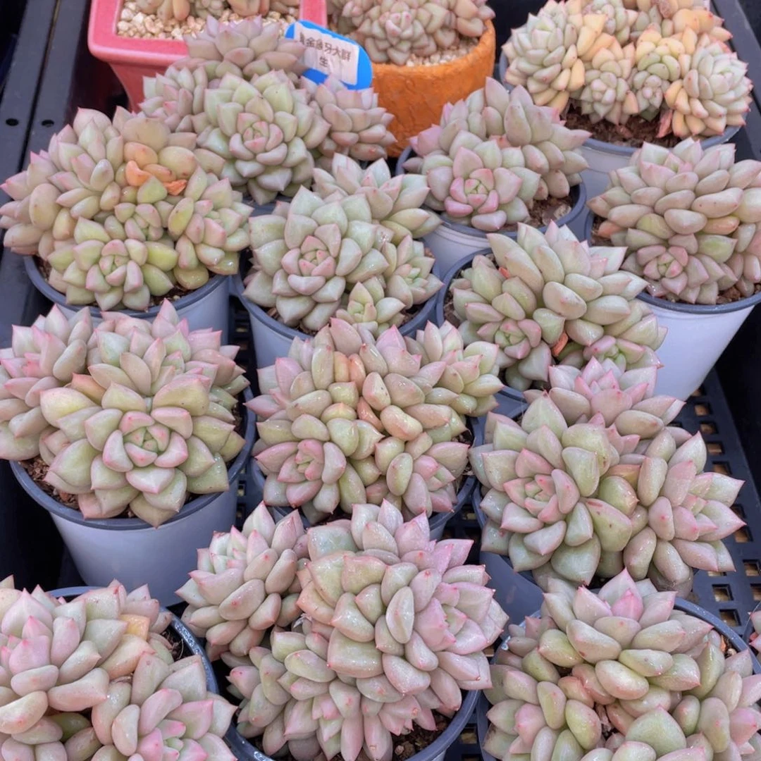 量拍41号 黄金象牙大群生一个