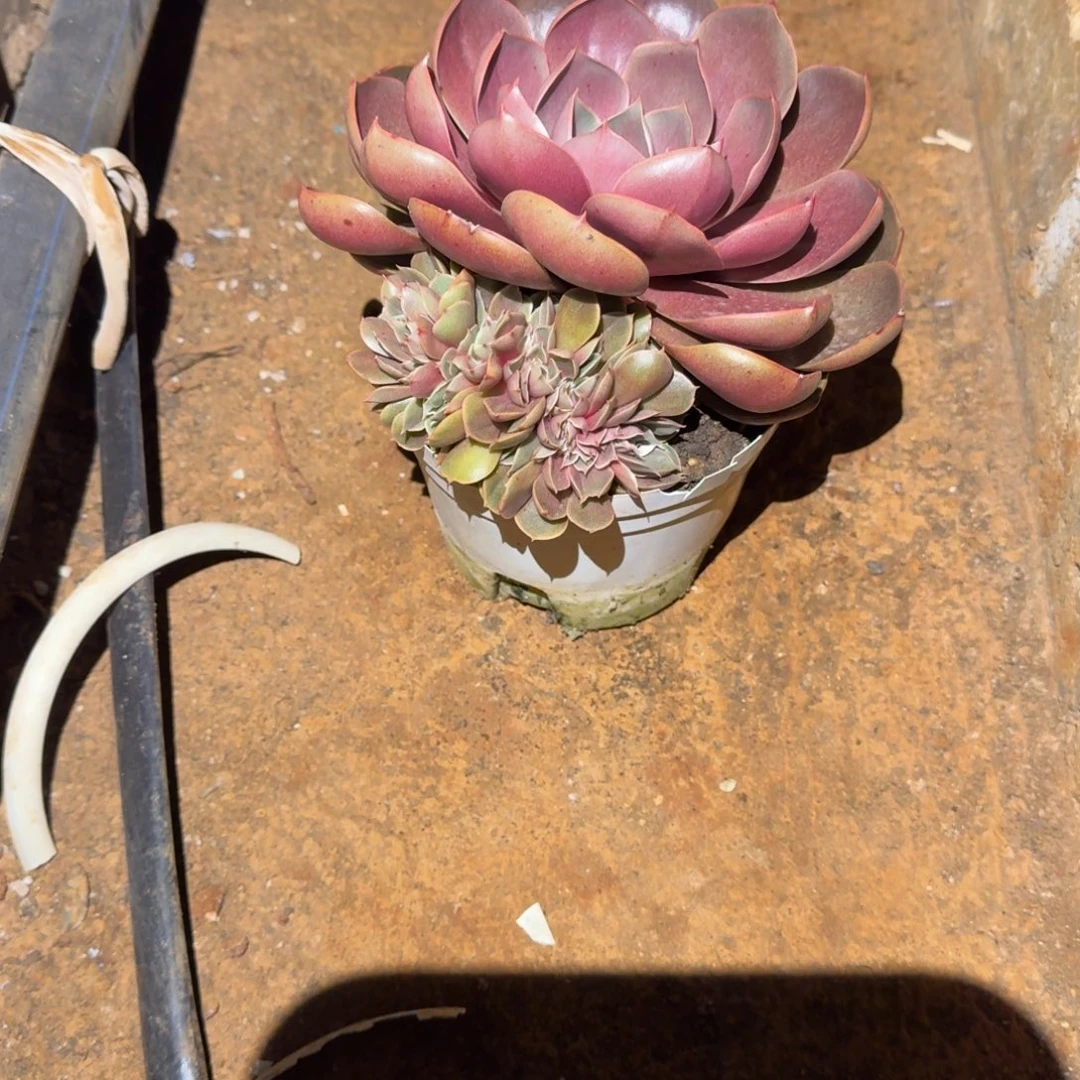 淇***奶红灯缀化多肉植物