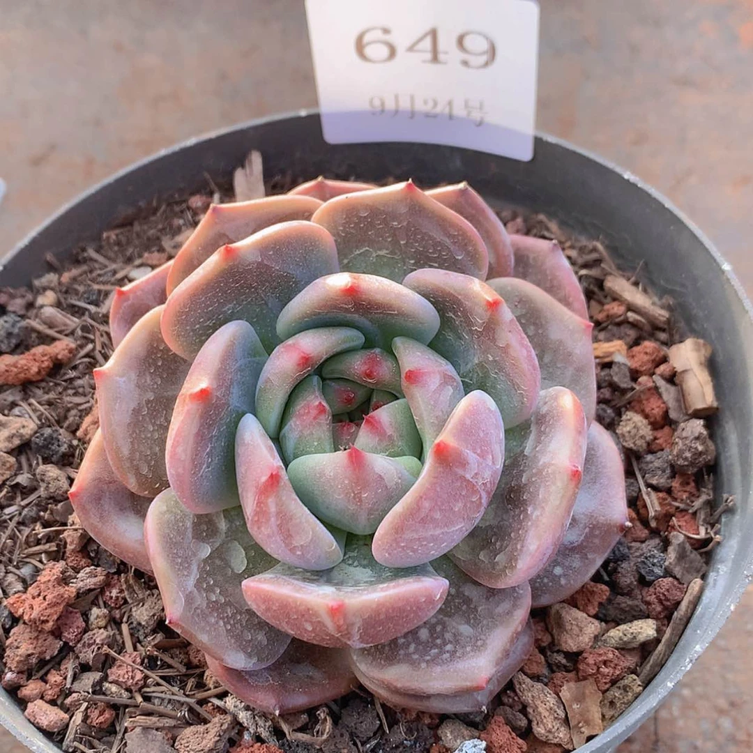 【闪购商品】云649号