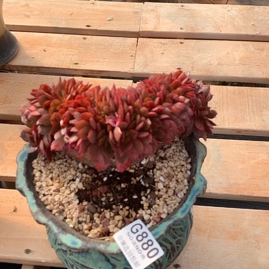 杂交缀化880 全场亏本处理默认微瑕7-8天发货