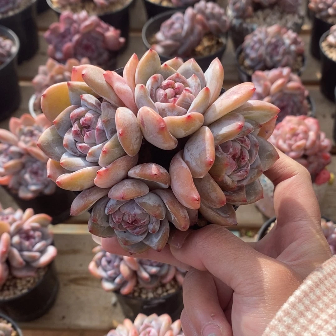 四头绿底紫心脸朝上