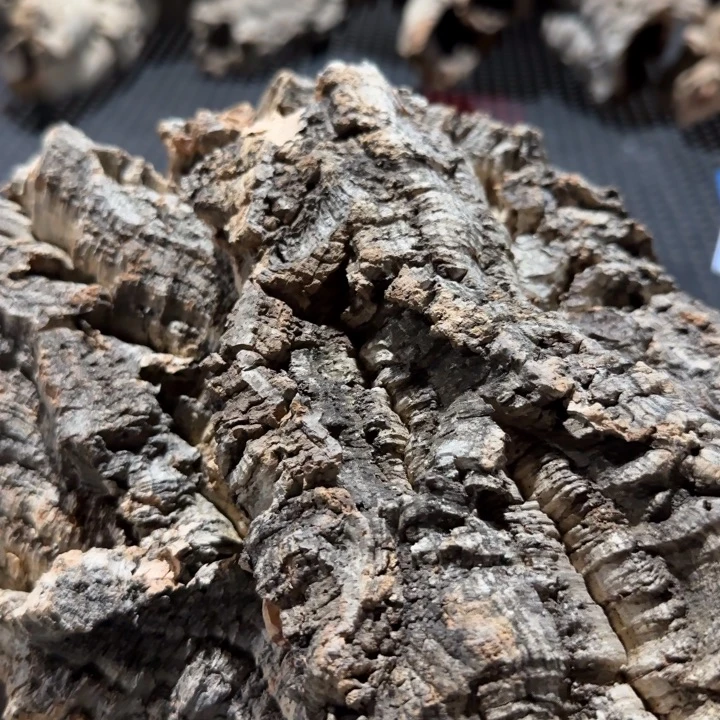 艺***植完全开放一物一拍一物一发