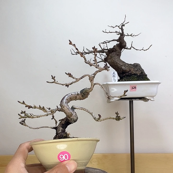 木本十月樱花盆栽