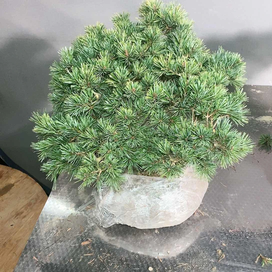 【闪购商品】无花朵