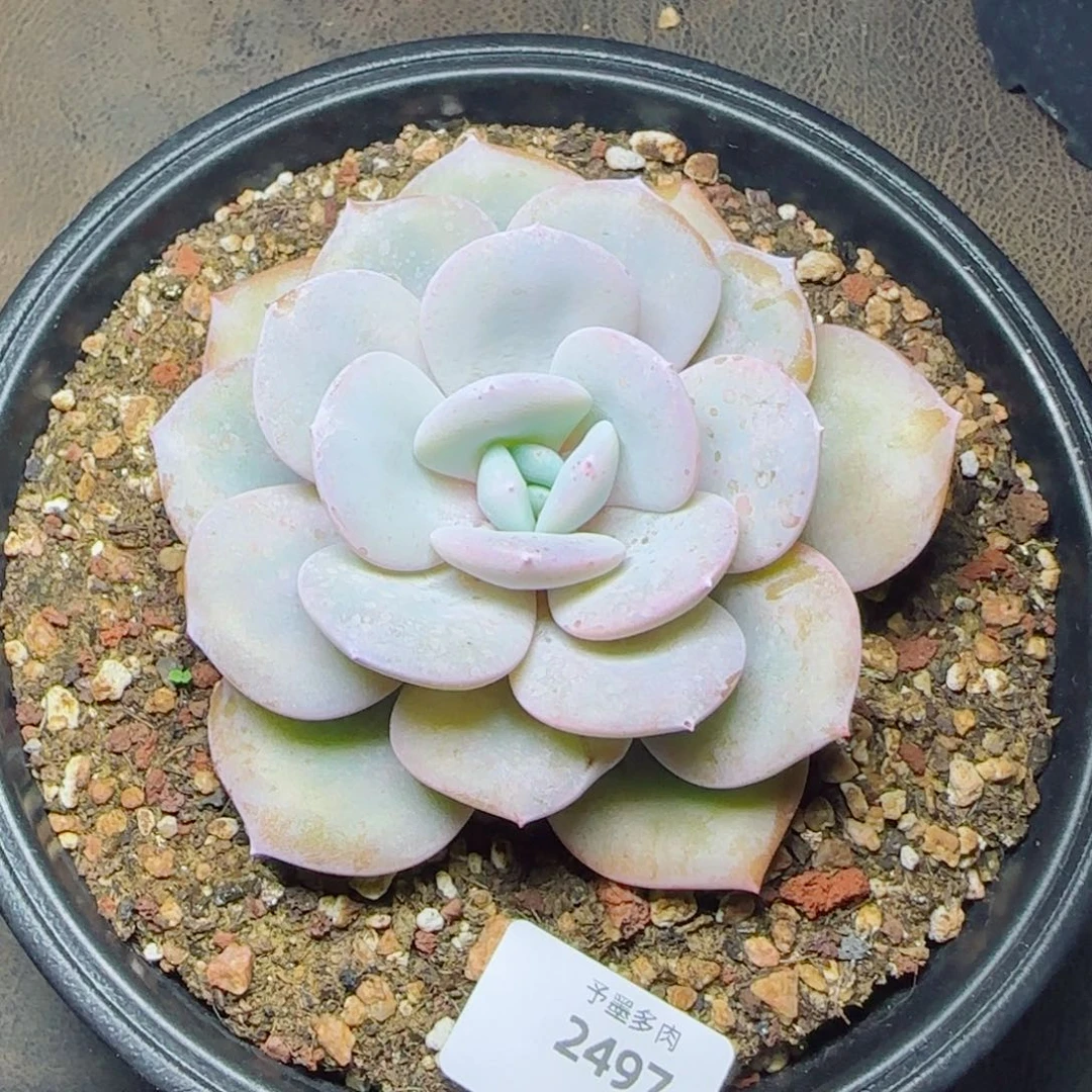 奶茶，2497多肉植物