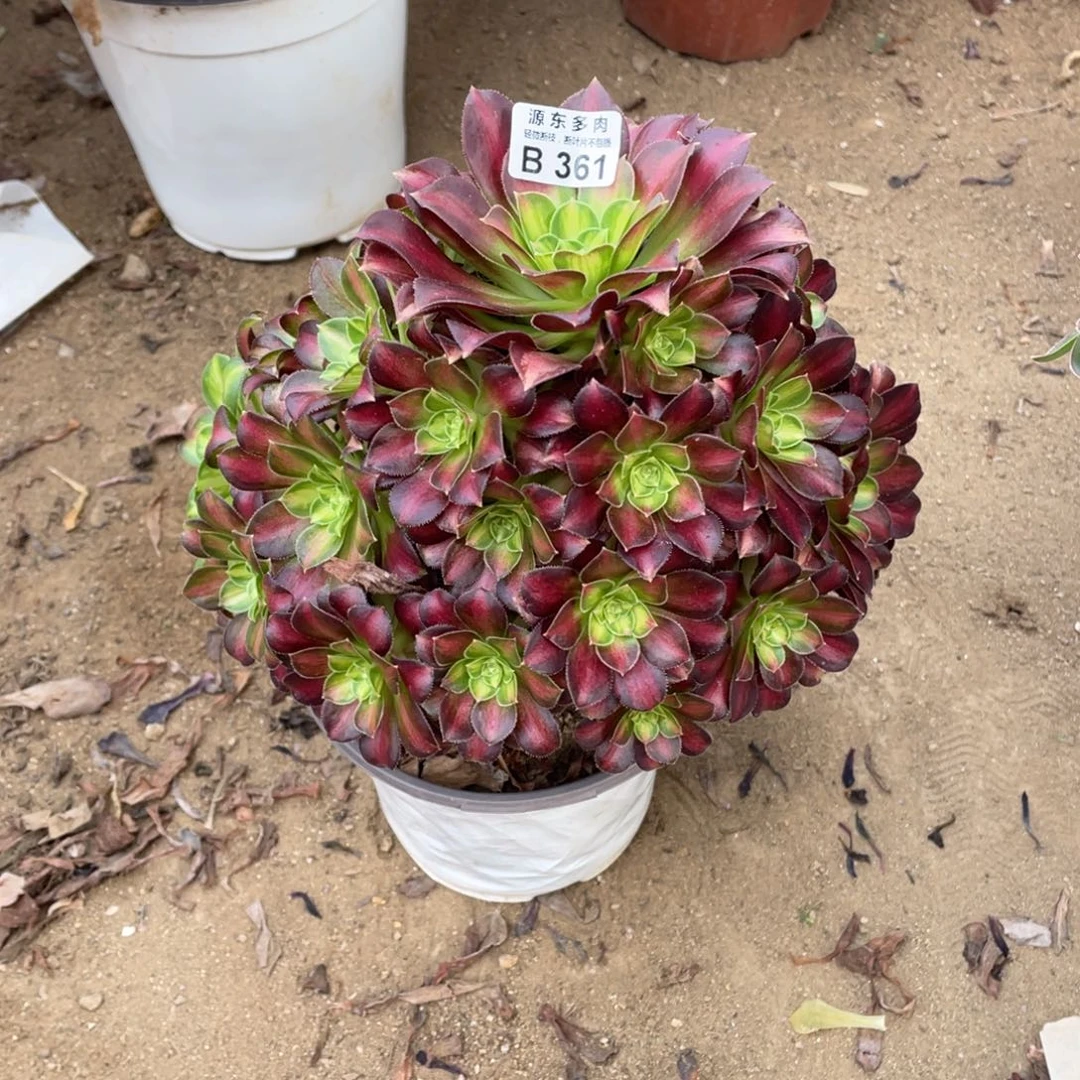 361韶华多肉法师断枝不包