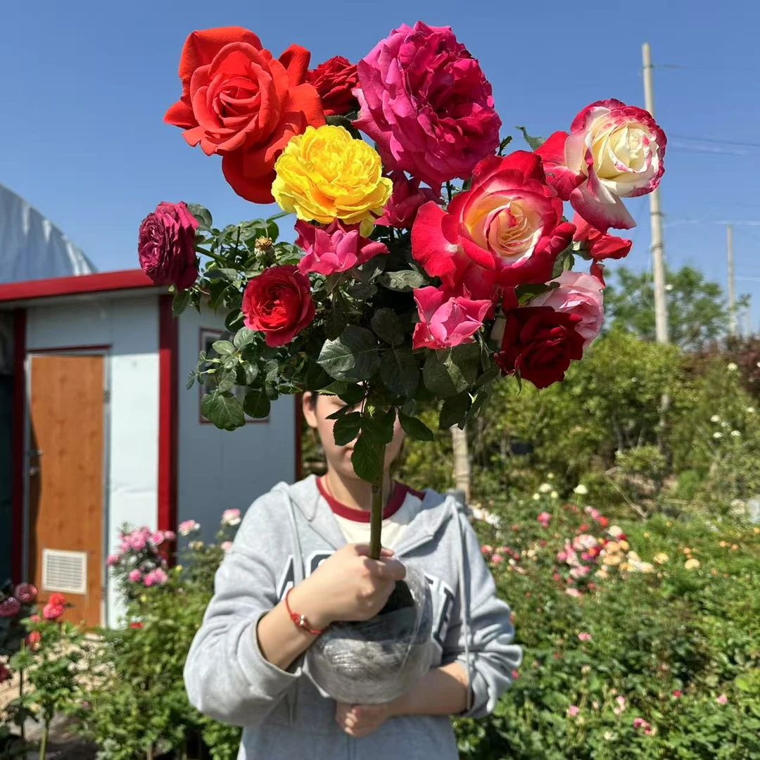 【带土带盆发】整体80厘米左右耐寒耐热庭院阳台盆栽地栽树桩月季