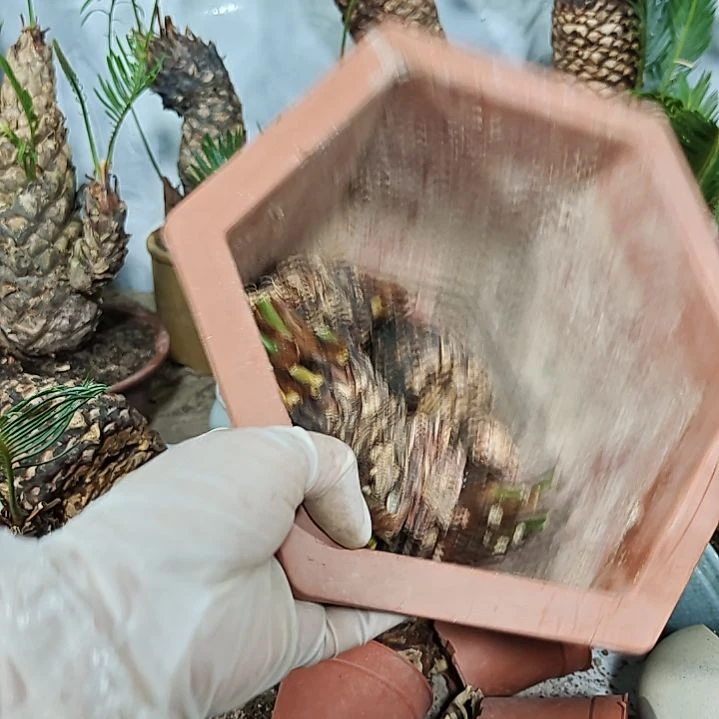 快***生无花朵白鳞铁盆景基地价