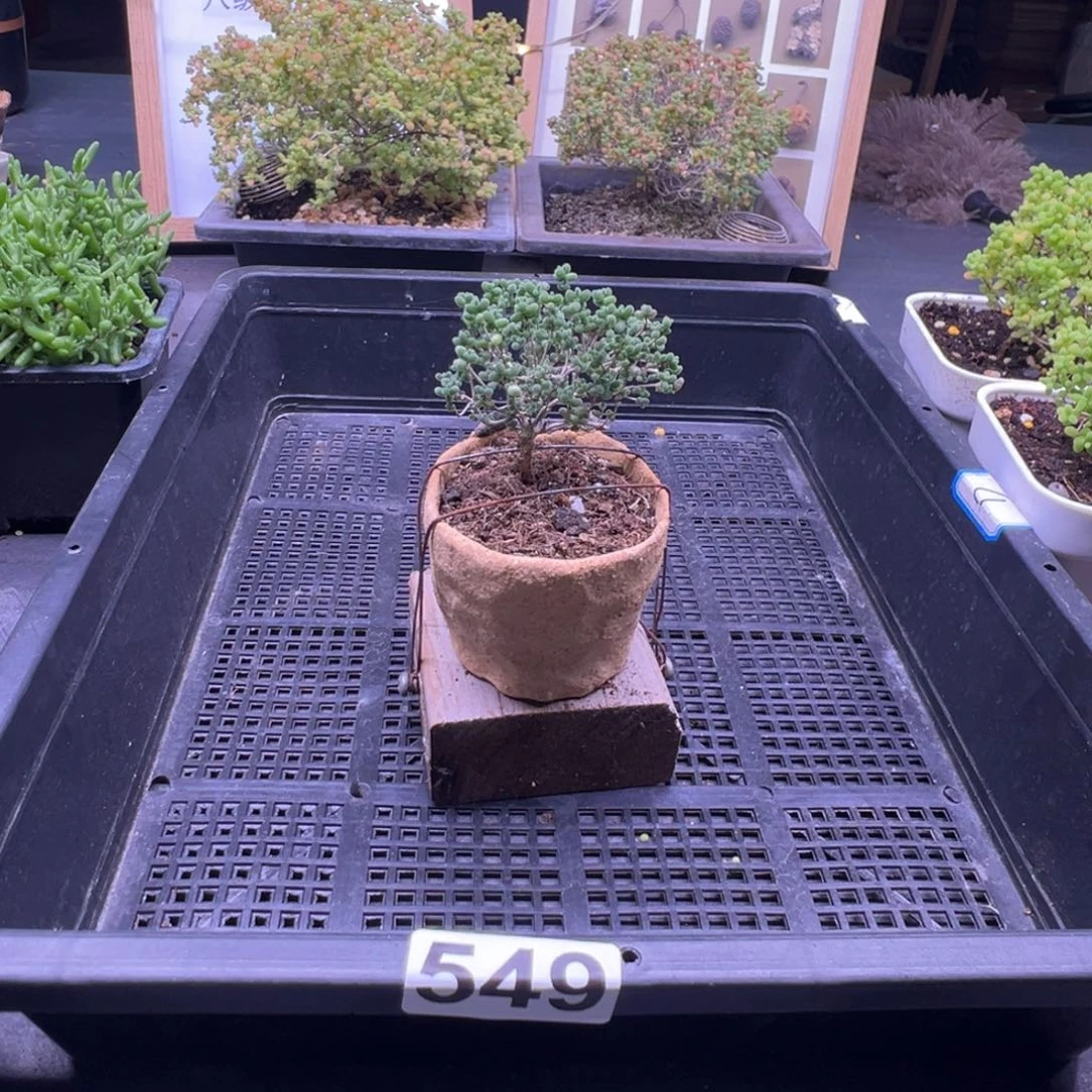 枝干番杏多肉植物549安