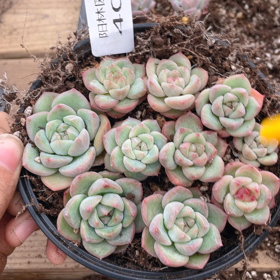 多肉植物多肉植物400