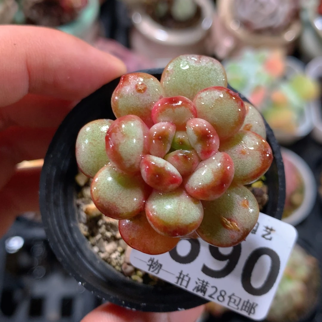 5CM拇指盆精控多肉ZH690