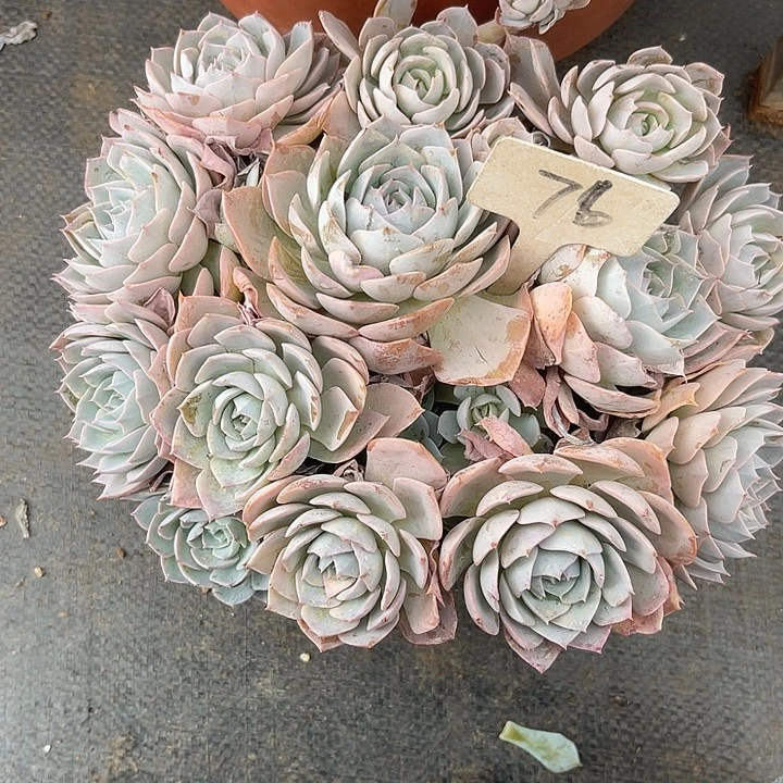 婞***你晨语多肉，一物一拍76