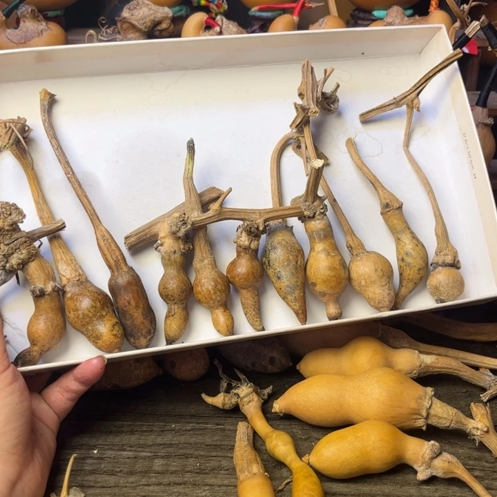 本***版花皮葫芦天天开心