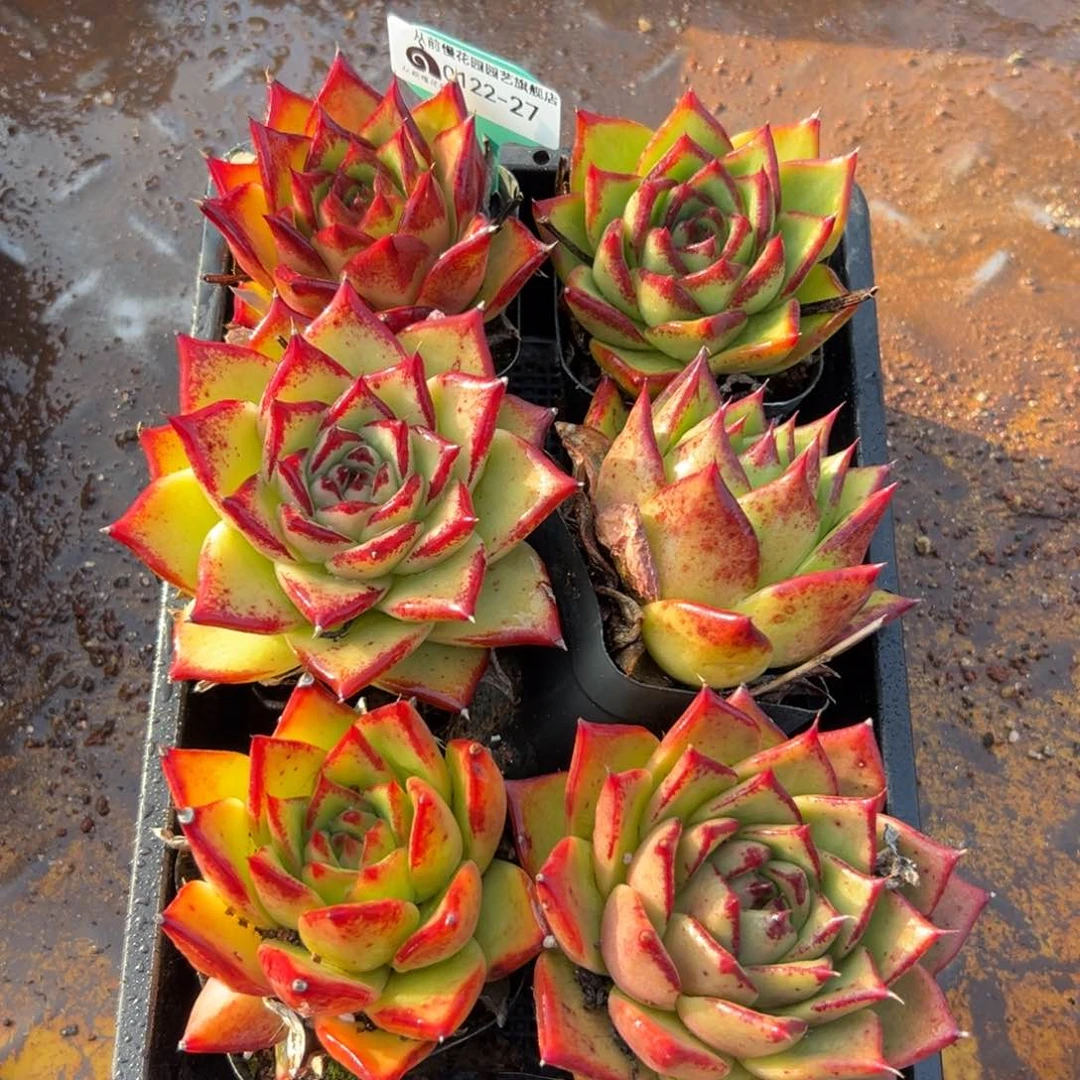 多肉一物一拍0122-27