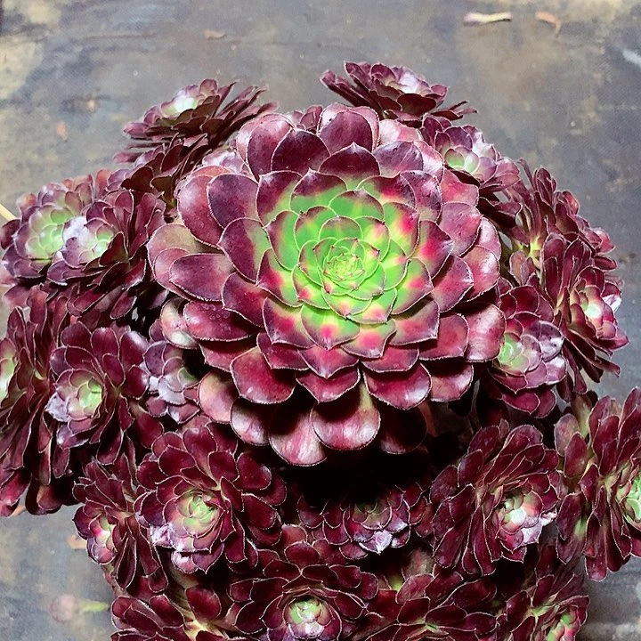 晚霞的，多肉植物