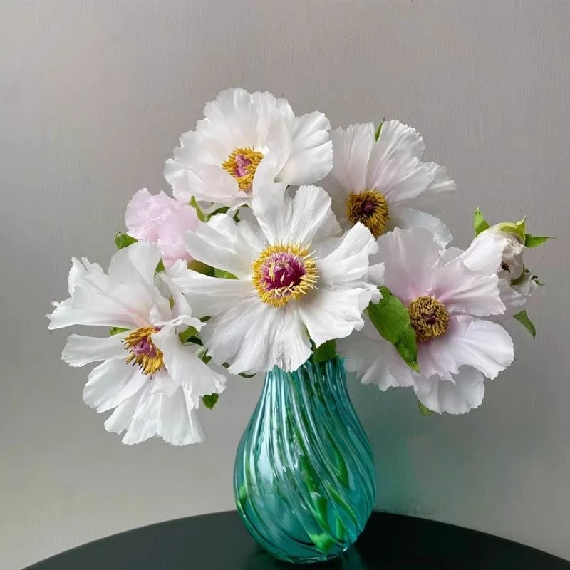 四川油画牡丹鲜切花10支 沈小宇