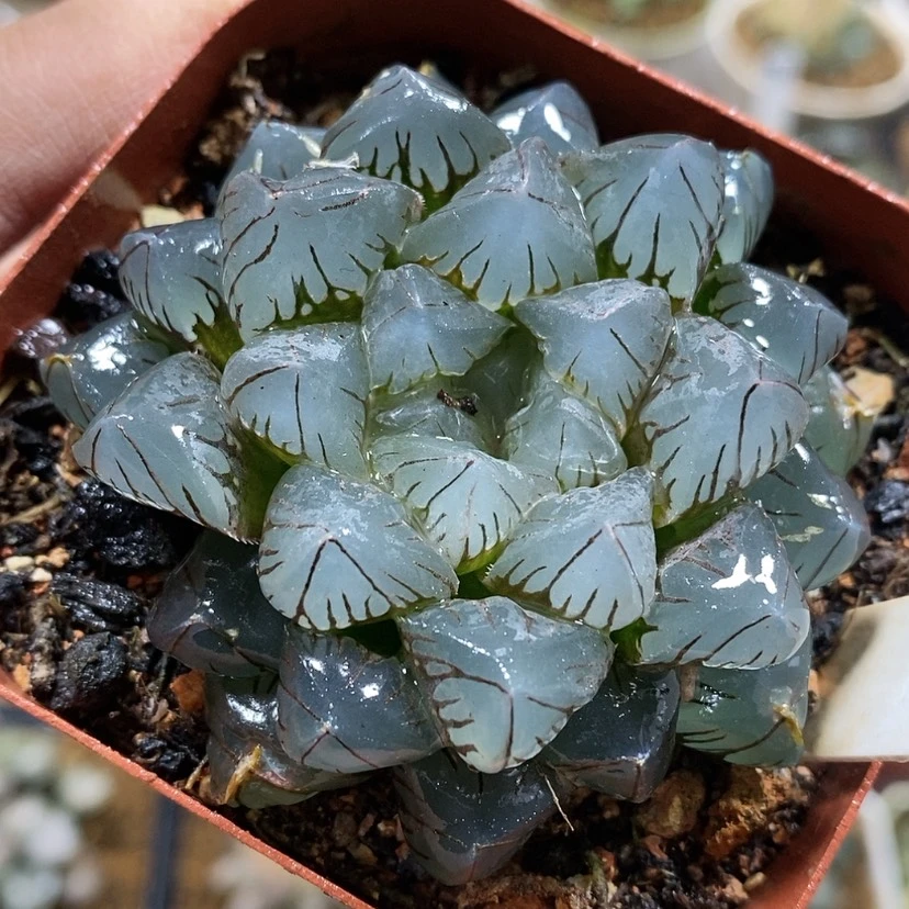 【闪购商品】84泰坦