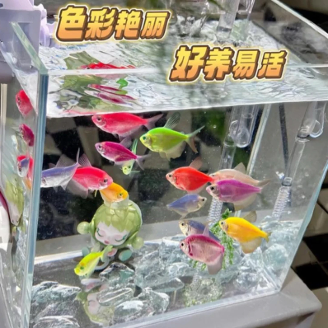 天使观赏鱼热带小型群游神仙彩色糖果淡水鱼热带鱼耐活好养养易活