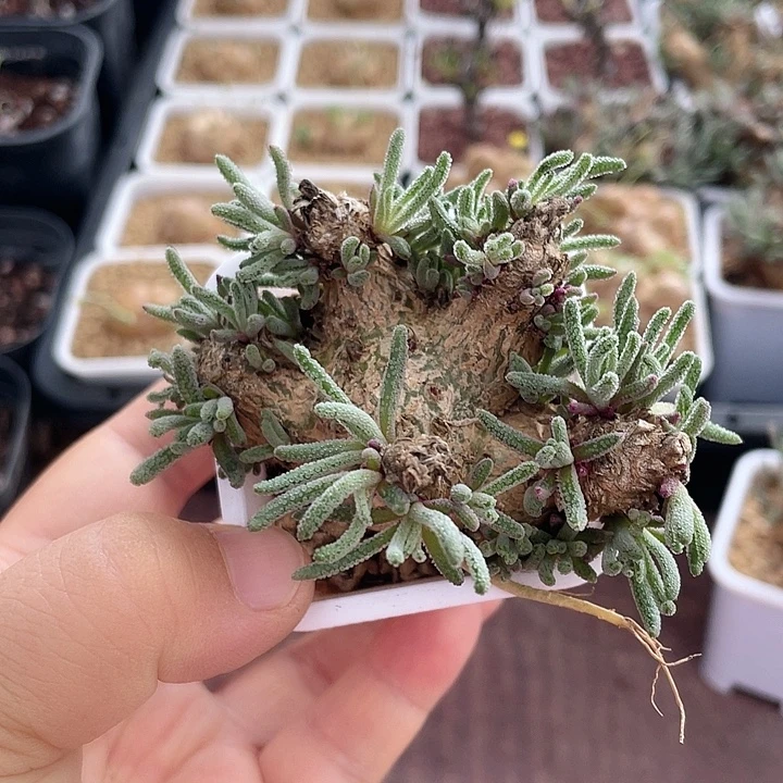 997天赐块根植物，