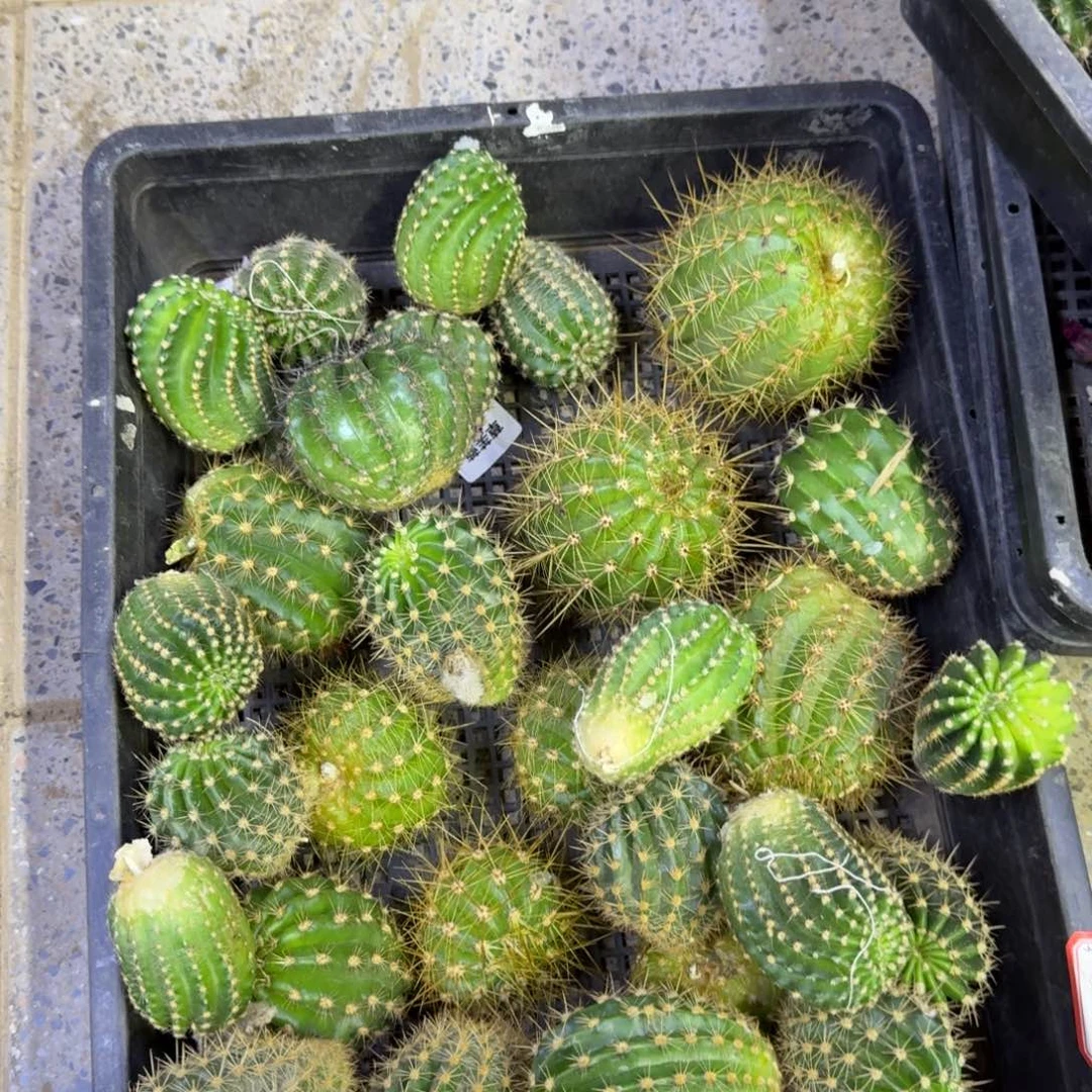 366无根2个侧牙3公分左右斑伤，20包邮