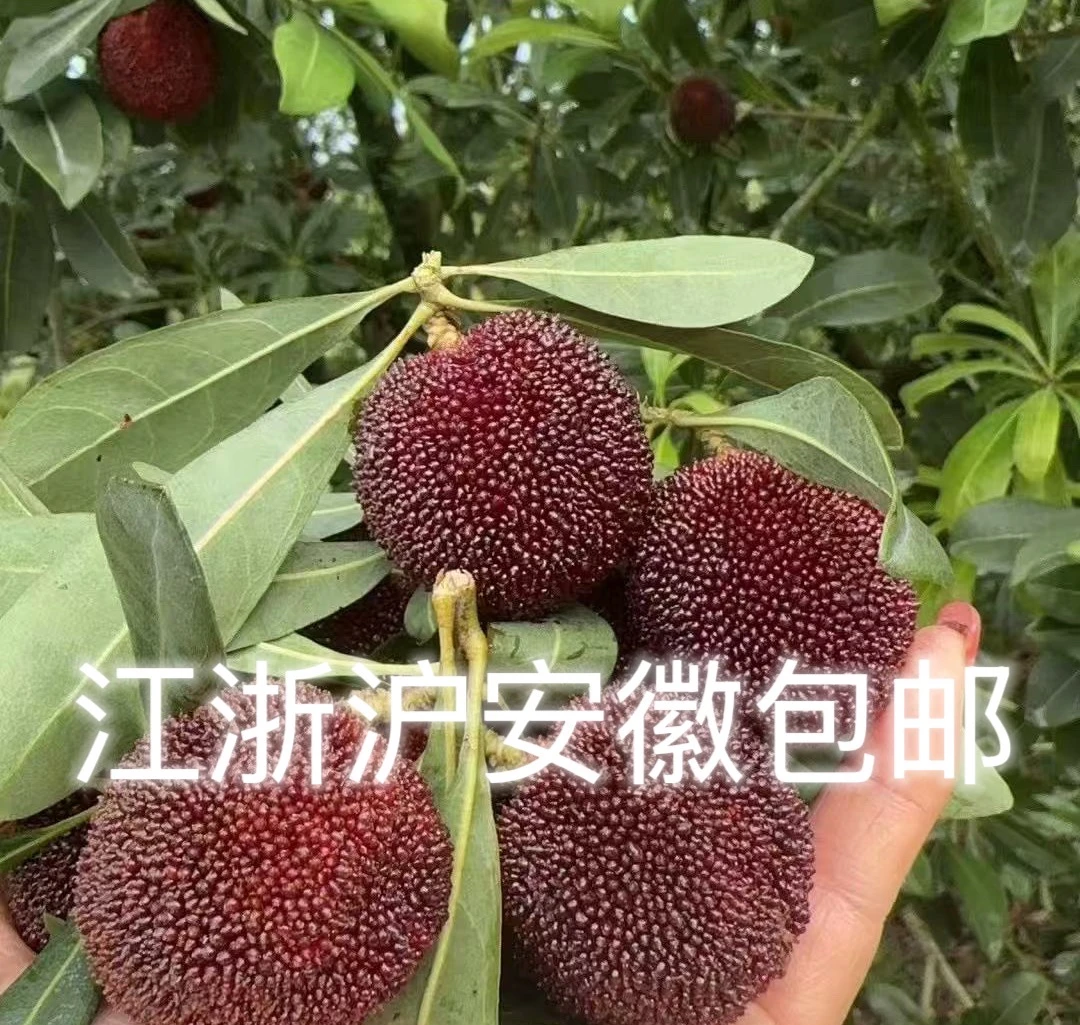 【顺丰空运】浙江仙居东魁杨梅3-4斤当季新鲜