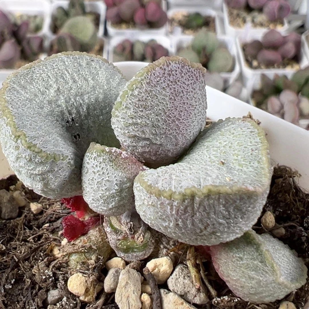 w圣姬磨砂蛋多肉植物水泡