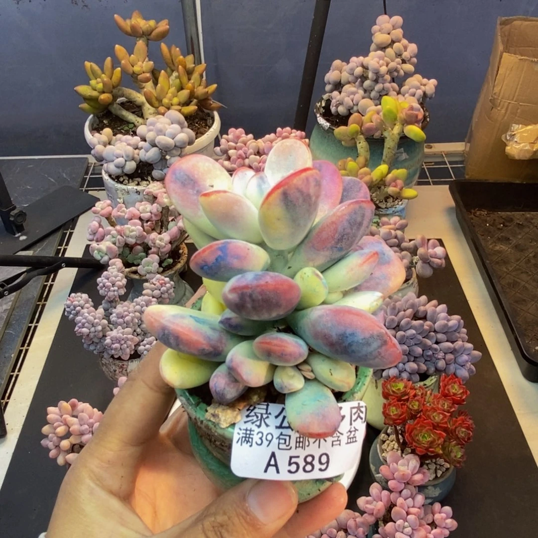 589乒乓福娘锦多肉有砍