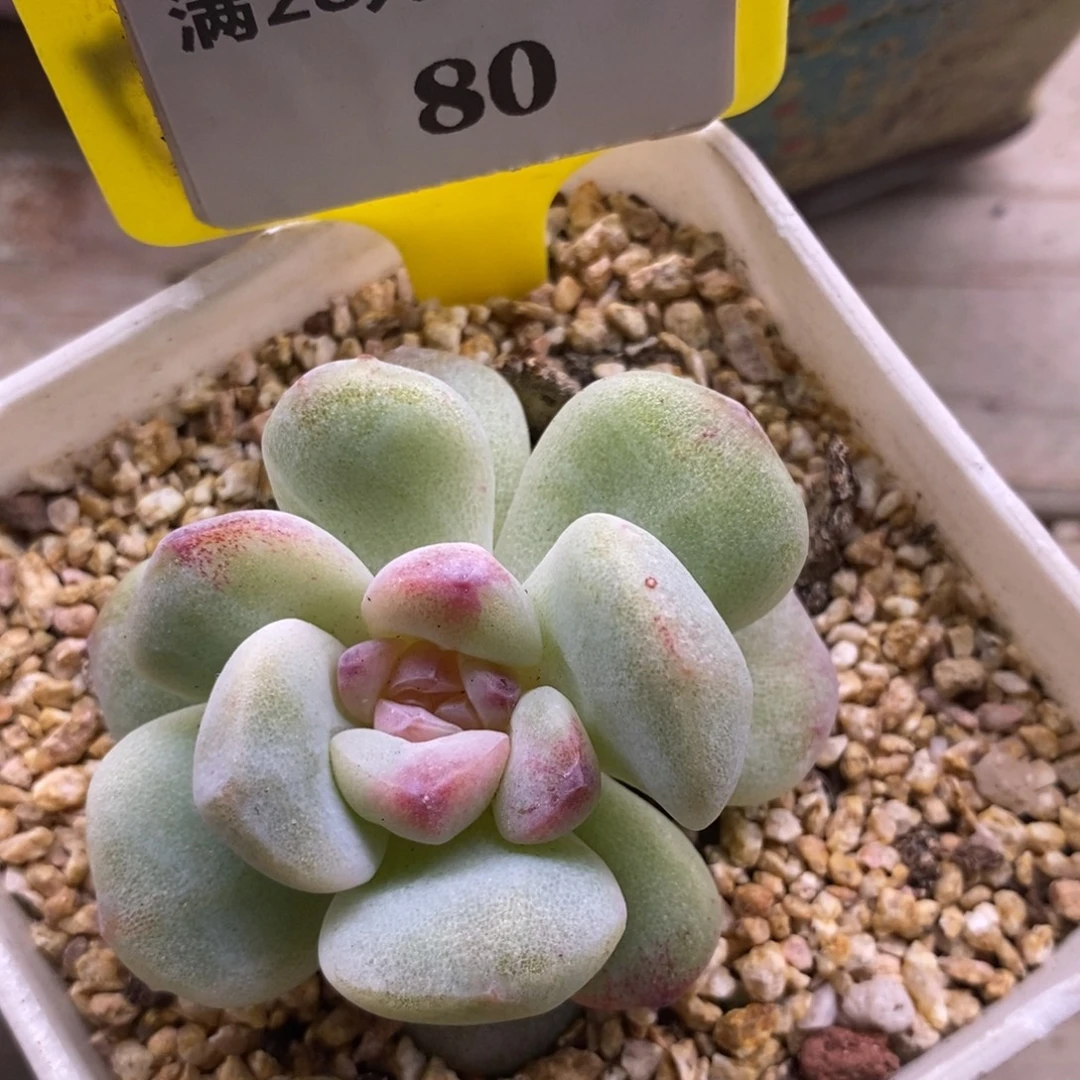 780冰玉石化糖心…………