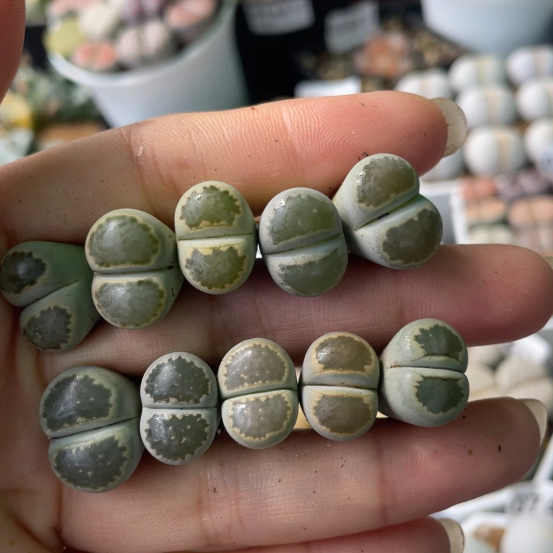 0790，1.3-1.5厘米如图特价